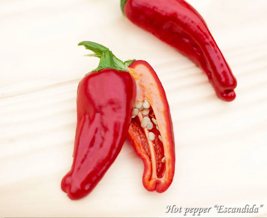 Hot pepper Escondida